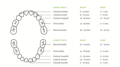 Teeth Chart