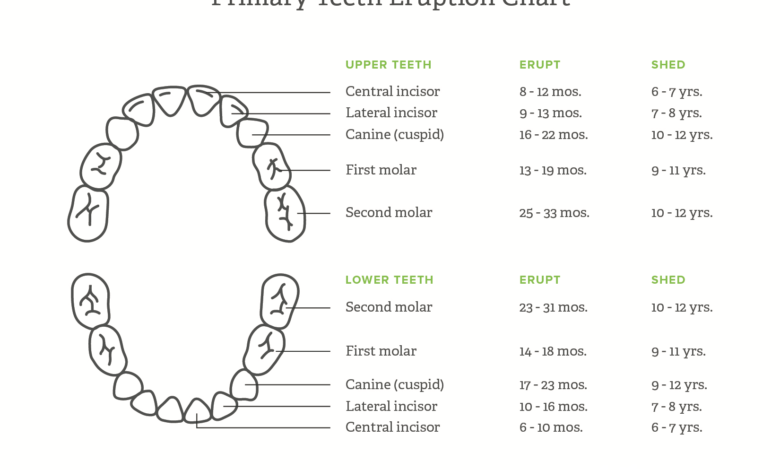 Teeth Chart