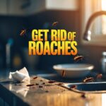Roaches